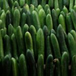 Image of large quantities of Cucumbers. Ideal for this article on 10Benefits of Cucumber
