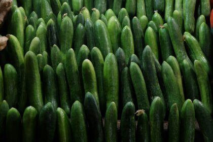 Image of large quantities of Cucumbers. Ideal for this article on 10Benefits of Cucumber
