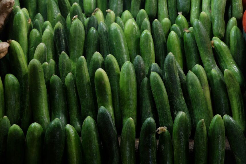 Image of large quantities of Cucumbers. Ideal for this article on 10Benefits of Cucumber